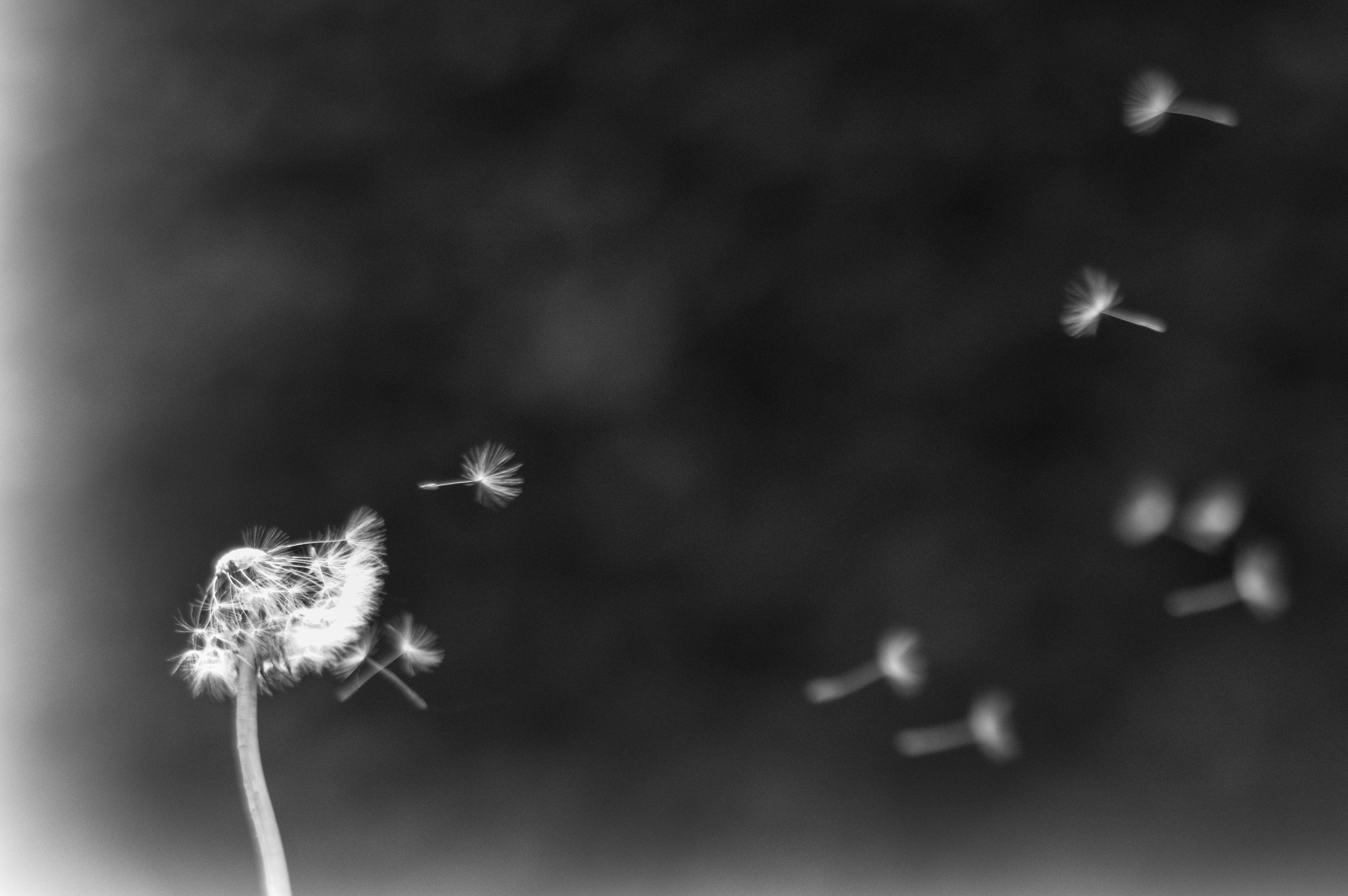 Dandelion seeds blowing in the breeze. Lensbaby Edge 80.