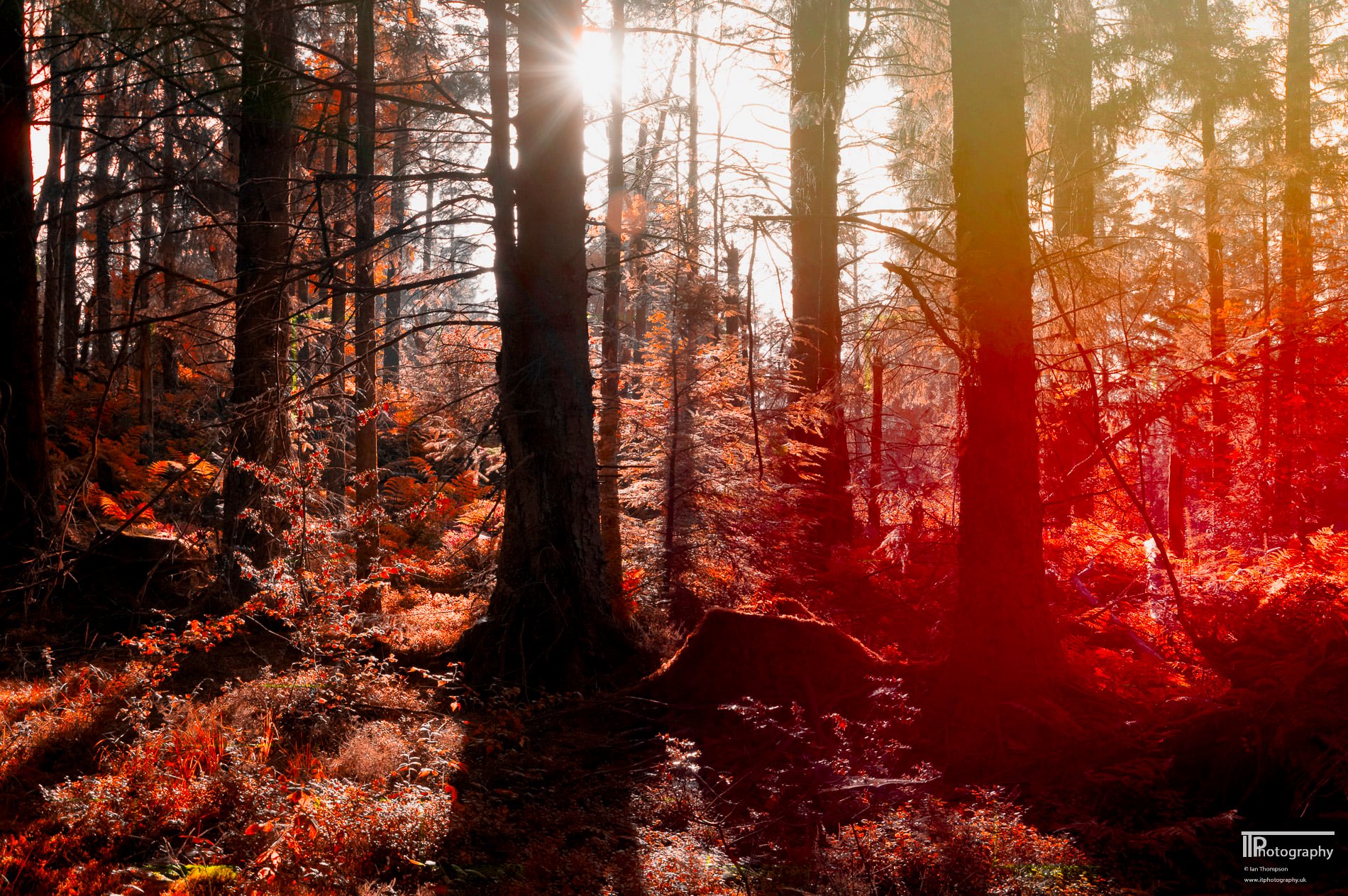 121555037_10221298153196216_820004323822090766_n