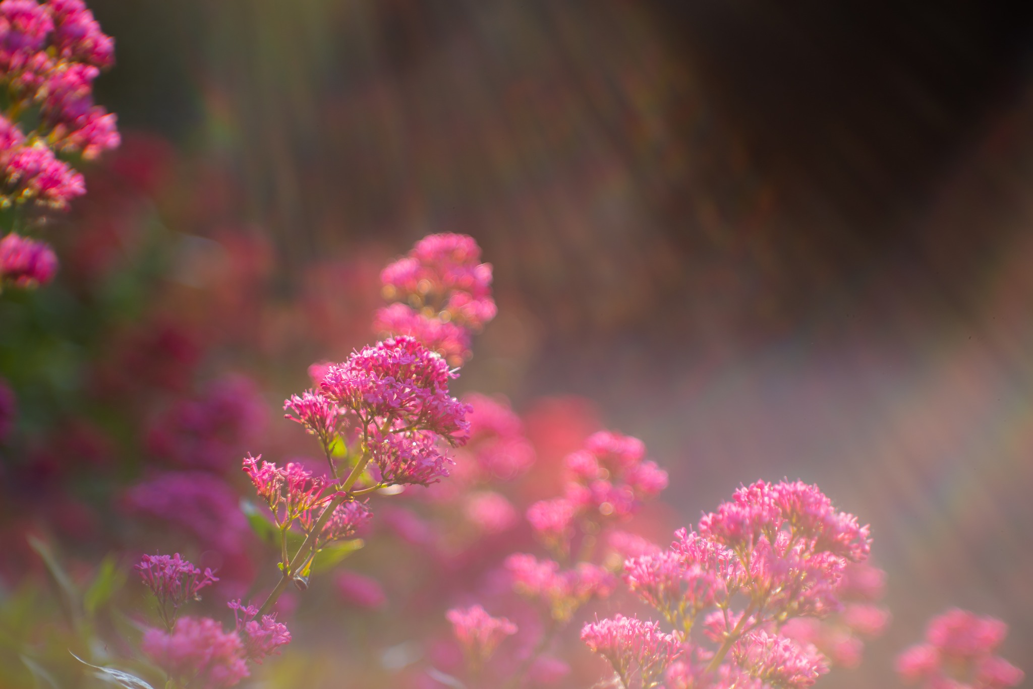 498658065_10232531452541679_5660296689689767082_n