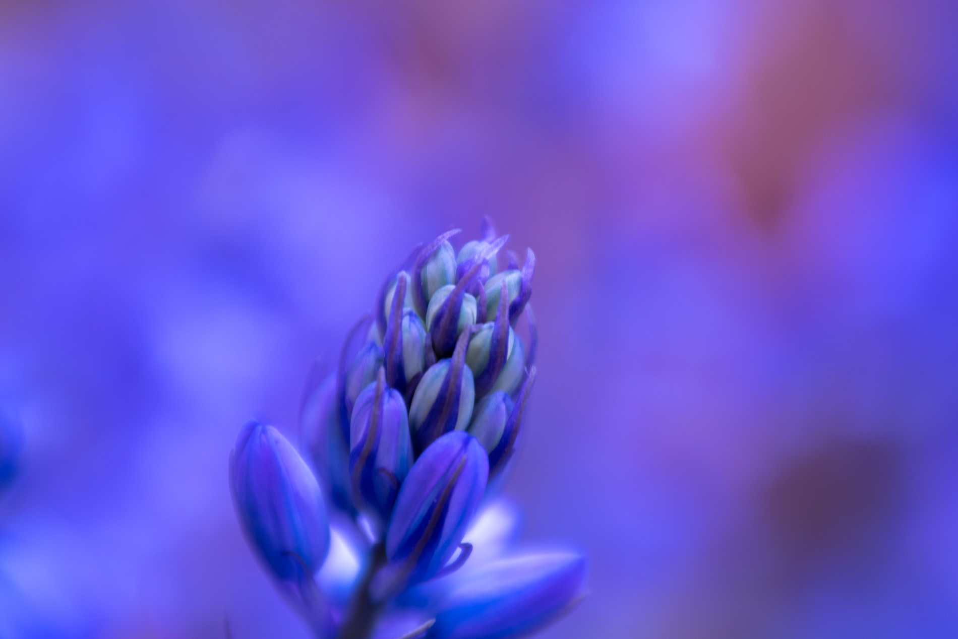 58766035_2178964235558423_5873427640534171648_n