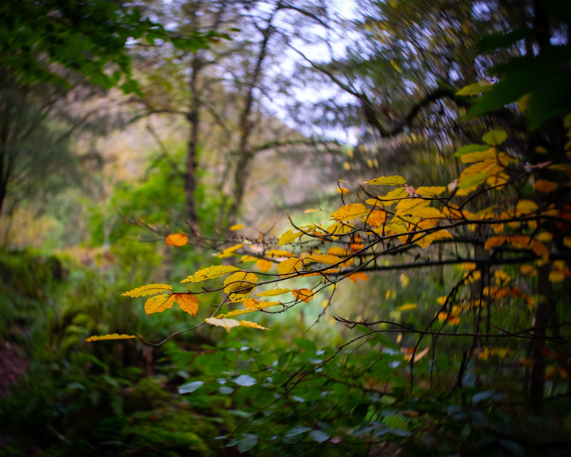 71965255_10218074584769020_4858196984936267776_n