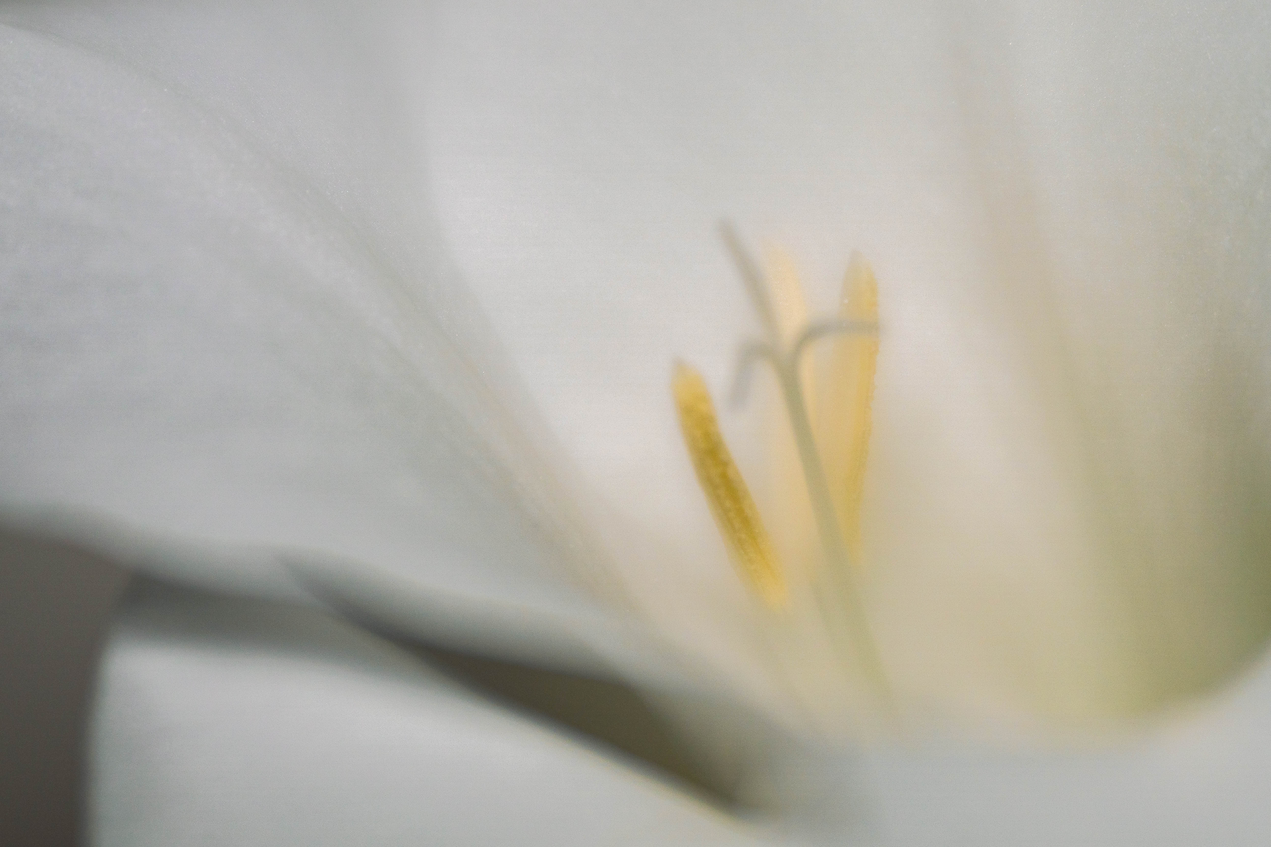 Stamen